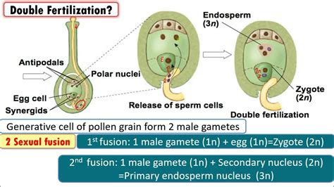 Fertilization in Angiosperm Plants .